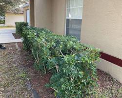 image_67198721
