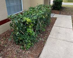 image_67218177