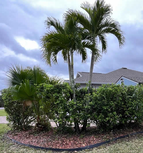 Local Palm Tree & Shrub Trimming Company Palm Bay