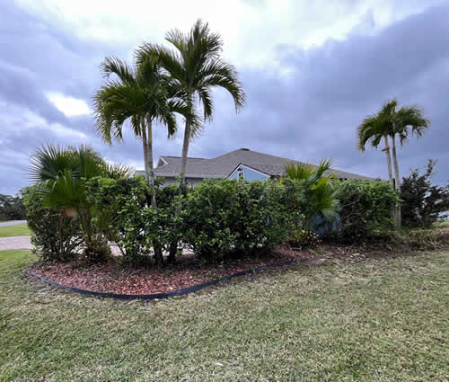 Palm Tree & Shrub Trimming in Florida