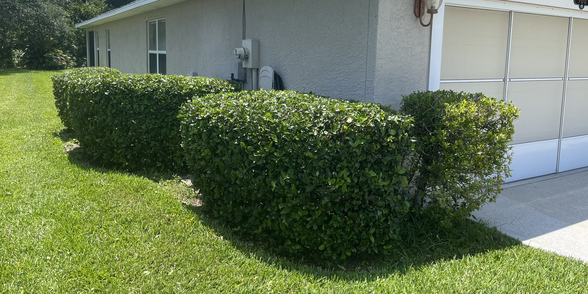 Palm Tree & Shrub Trimming Services