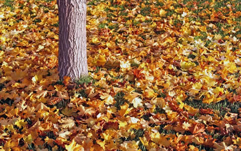 Spring and Fall Leaf Cleanup throughout Palm Bay, Melbourne, and Brevard County in Florida.